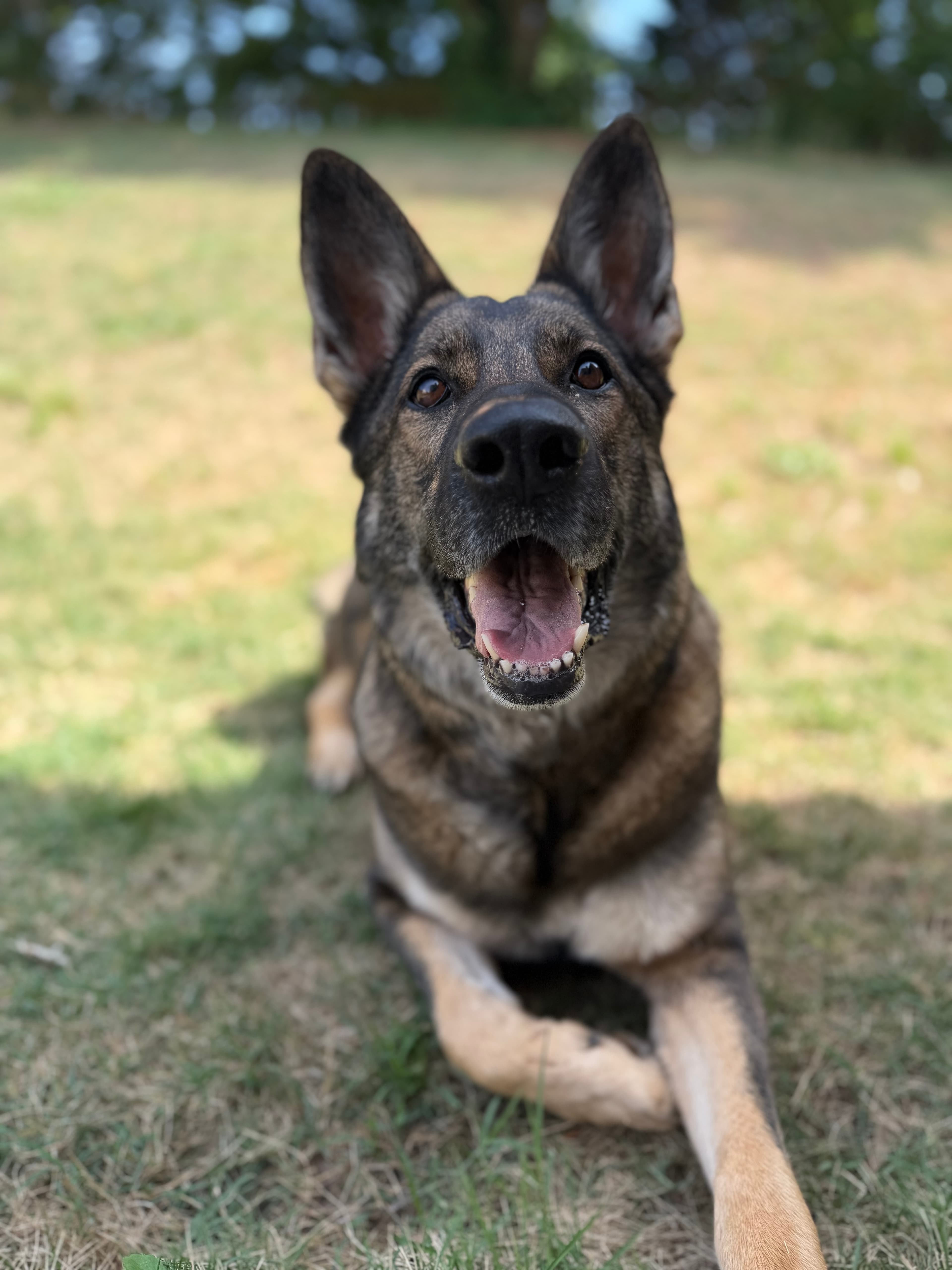 Happy German Shepherd dog lying on grass, looking up at the camera with mouth open.
